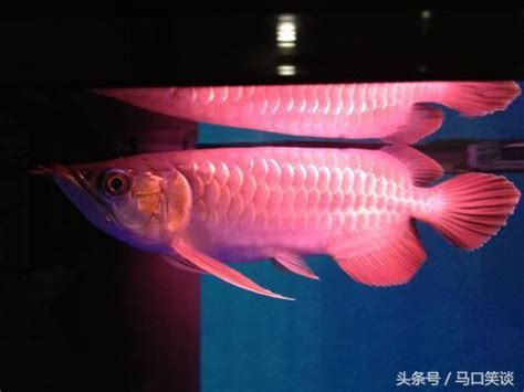 金龍魚屬|美麗硬僕骨舌魚